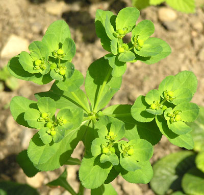 Sonnenwend-Wolfsmilch, Euphorbia helioscopia
